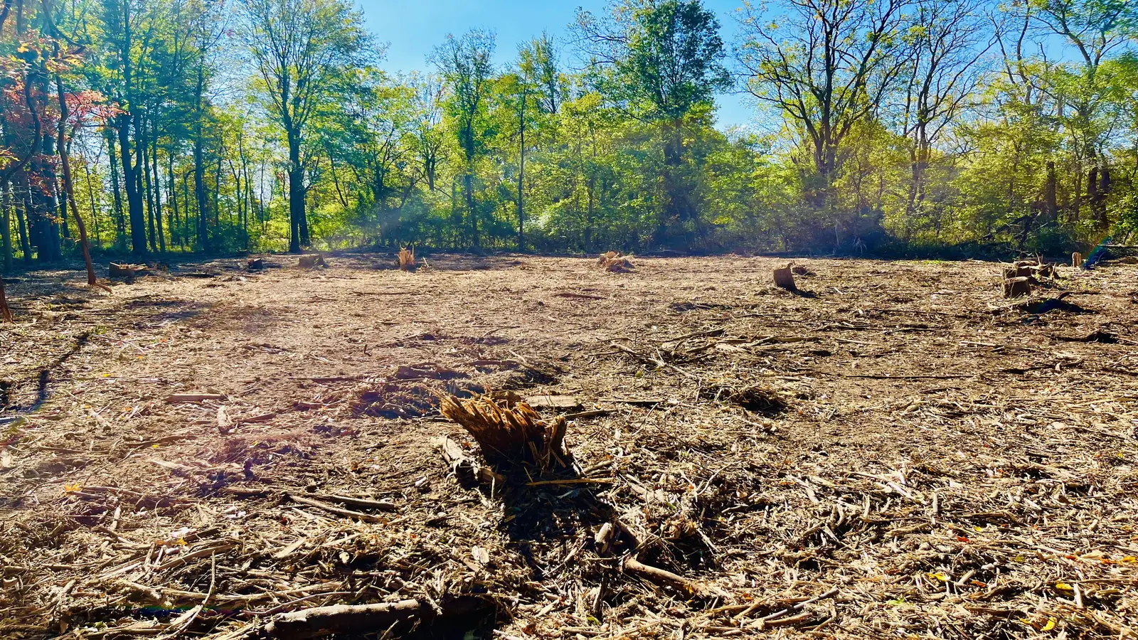 Partly cleared wooded lot covered in wood chips with cut stumps and a standing hardwood tree line behind