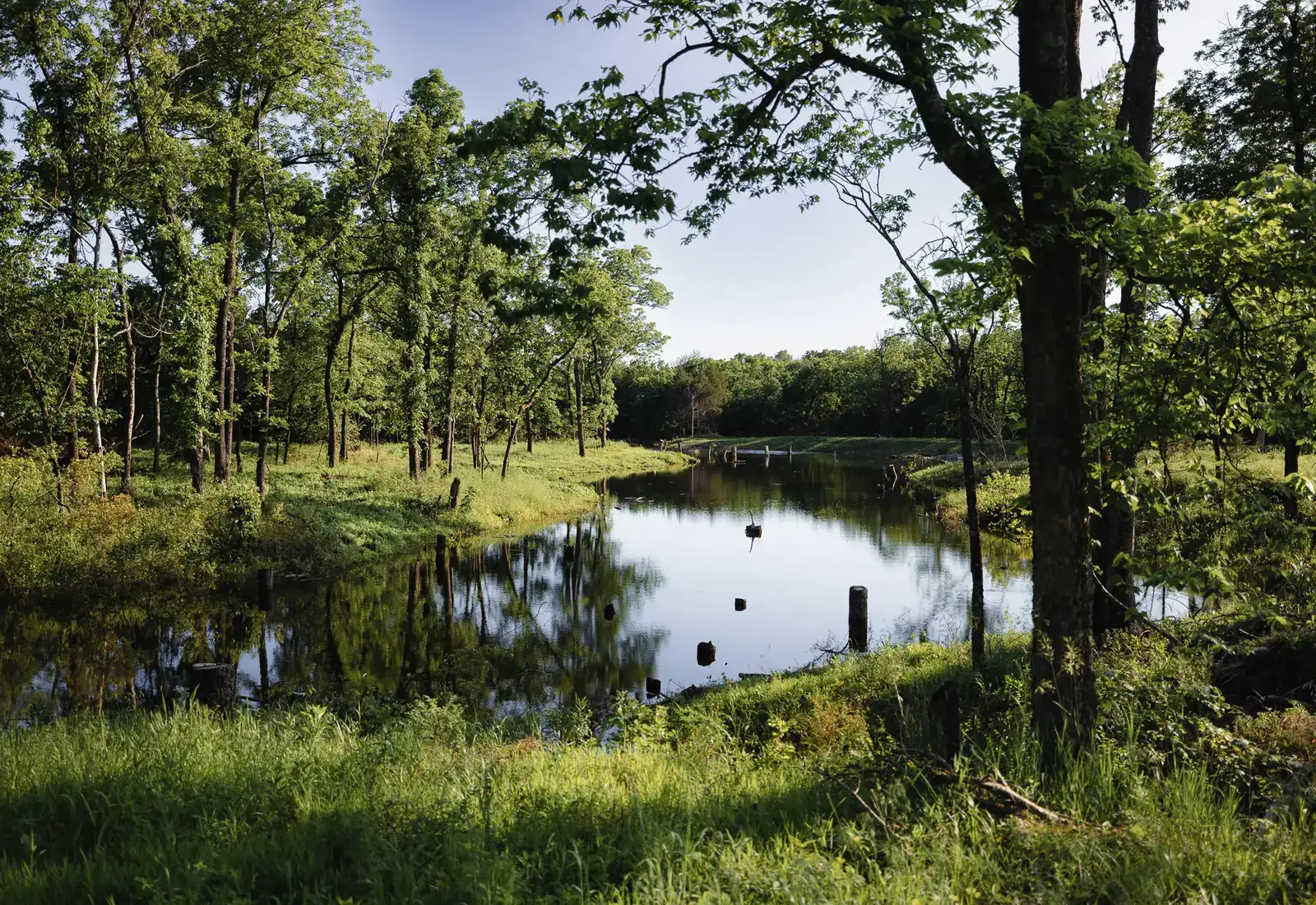 Pond opened to view after the brush along the bank was cleared