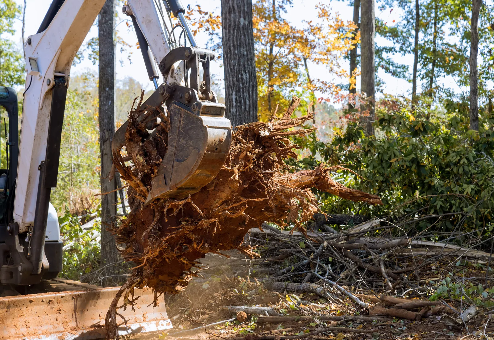 Excavator bucket lifting a tree stump with its root ball out of the ground