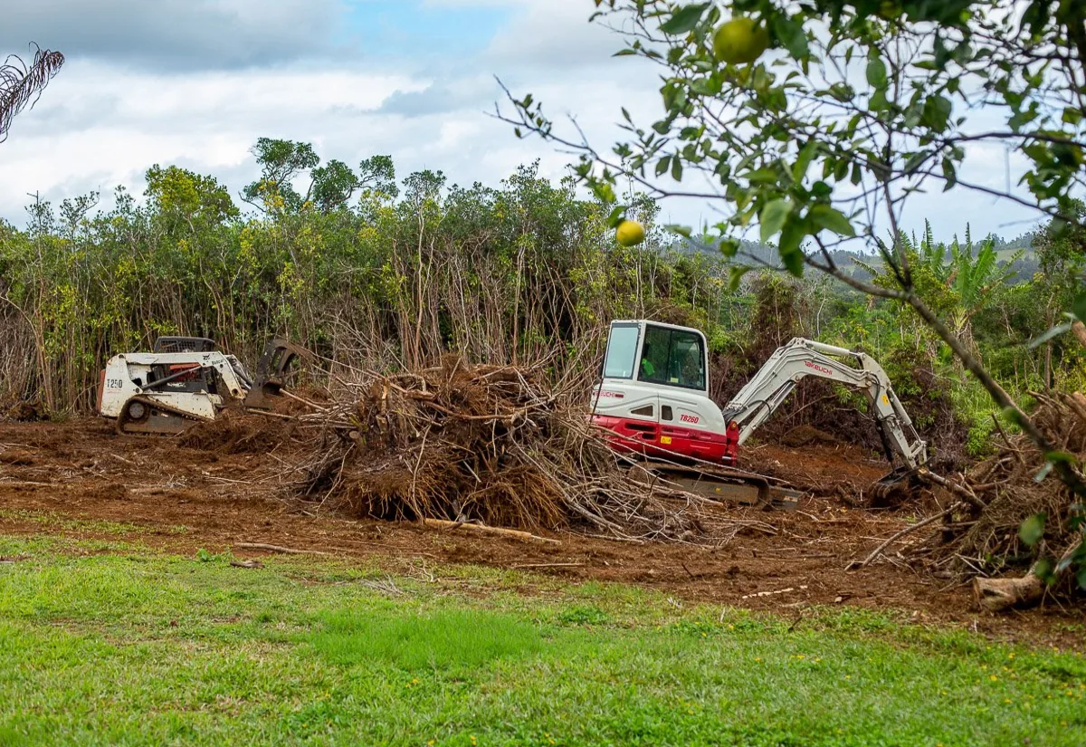 Pile of pulled stumps and roots windrowed at the edge of a lawn