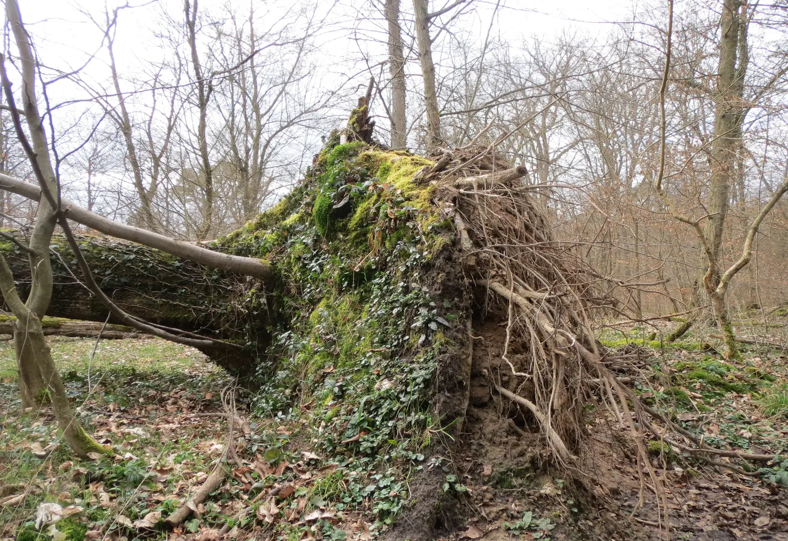 Tipped-over tree with a large exposed root ball lying on the forest floor